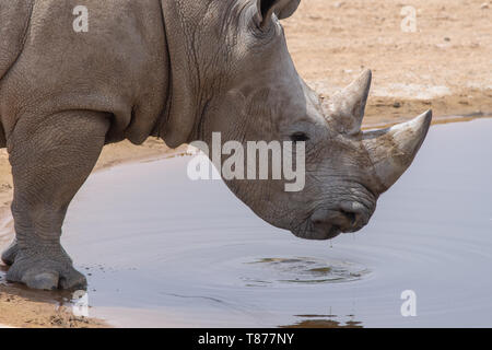 Un rinoceronte bianco o piazza a labbro rinoceronte (Ceratotherium simum) close-up di bere in un fiume. Foto Stock