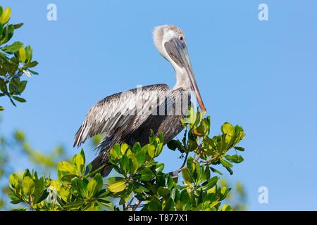 Cuba provincia di Cienfuegos Cienfuegos, la riserva di Laguna de Guanaroca, Pellicano Foto Stock