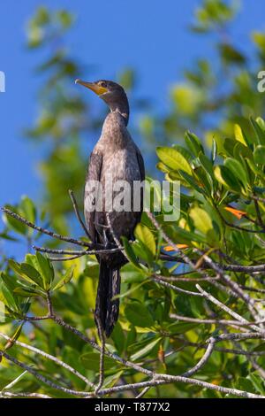 Cuba provincia di Cienfuegos Cienfuegos, la riserva di Laguna de Guanaroca, Cormoran Foto Stock