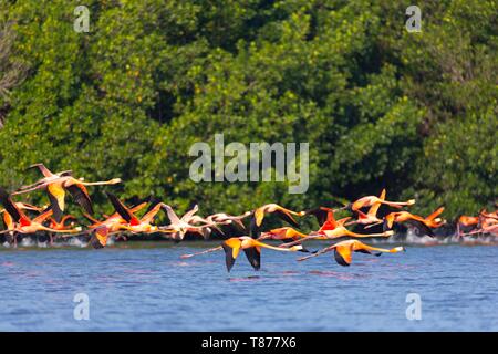 Cuba provincia di Cienfuegos Cienfuegos, la riserva di Laguna de Guanaroca, Flamingo Foto Stock