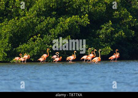 Cuba provincia di Cienfuegos Cienfuegos, la riserva di Laguna de Guanaroca, Flamingo Foto Stock