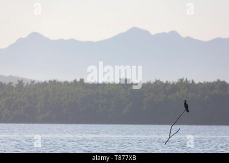 Cuba provincia di Cienfuegos Cienfuegos, la riserva di Laguna de Guanaroca, cormoran Foto Stock