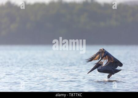 Cuba provincia di Cienfuegos Cienfuegos, la riserva di Laguna de Guanaroca, Pellicano Foto Stock