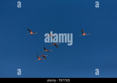 Cuba provincia di Cienfuegos Cienfuegos, la riserva di Laguna de Guanaroca, Flamingo Foto Stock