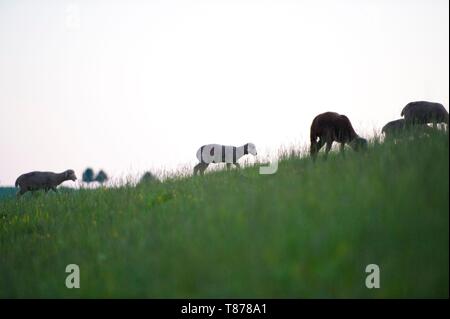 Francia, Haute Savoie, Entremont, pecore in auge la platerau Foto Stock