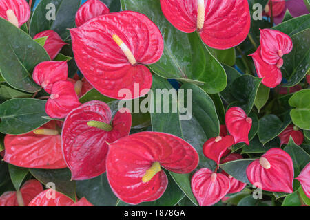 Anthurium andreanum rosso brillante (Miami bellezza), nome comune: Flamingo flower ; Flamingo lily ; cerata fiore; Pittore della tavolozza. Foto Stock
