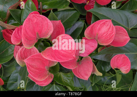 Red anthurium flowes sfondo tropicale. Diversi fiori di Anthurium Spice shot. Foto Stock
