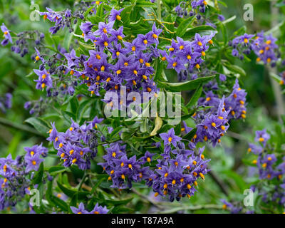 Bush di patate blu Lycianthes rantonnetii Foto Stock