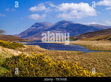 Arkle visto sul Loch Stack, Sutherland, Highlands scozzesi UK, soleggiata mattina di primavera, fioritura gorse cespugli in primo piano Foto Stock