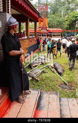 Indonesia Sulawesi island, Toraja paese, Tana Toraja, suini per il sacrificio durante il funerale cermony Foto Stock