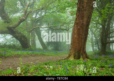 Foschia mattutina in West Sussex bosco. Foto Stock