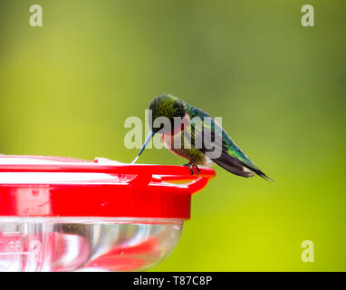 Maschio Hummingbird Ruby-Throated seduto su un colibrì alimentatore ed attaccare fuori la sua lingua a lambire il nettare. Foto Stock