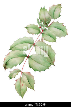 Oregon-UVA (Mahonia aquifolium) foglie con infiorescenza giovani germogli disegno botanico su sfondo bianco. Matita e acquarello su carta. Foto Stock