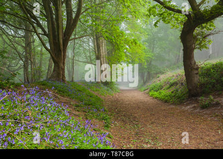 Nebbiosa mattina di primavera in un West Sussex bosco. Foto Stock