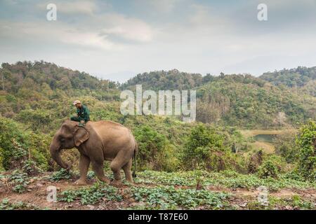 Laos, Sainyabuli, Elephant Conservation Centre, elefante asiatico, Elephas maximus e mahout-LAO--18-010 ECC Foto Stock