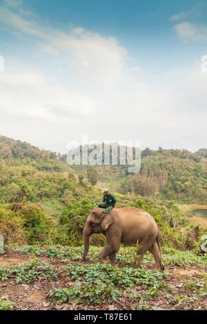 Laos, Sainyabuli, Elephant Conservation Centre, elefante asiatico, Elephas maximus e mahout-LAO--18-010 ECC Foto Stock