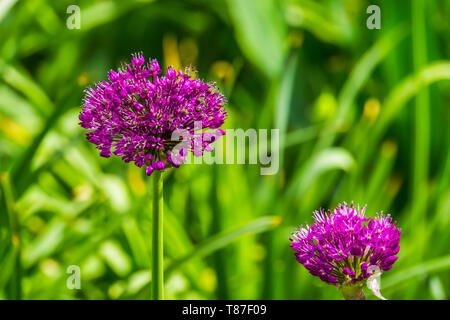 Macro closeup di una fioritura di cipolla gigante impianto, bellissimo giardino decorativo pianta con fiore viola globi, sullo sfondo della natura Foto Stock