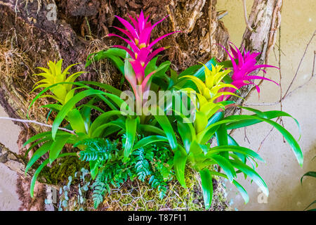 Guzmania colorati fiori nei colori rosa e giallo, tropicali decorativi piante artificiali Foto Stock