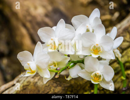 Bella bianca moth orchid fiore cresce su un albero in primo piano, popolare di fiori da Asia, sullo sfondo della natura Foto Stock