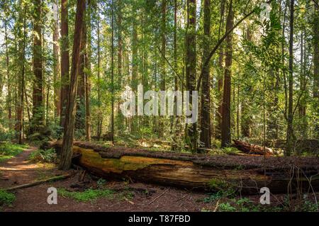 La luce che arriva attraverso il Redwood tettoia lungo il viale dei giganti, California Foto Stock