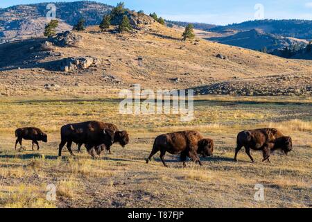 Stati Uniti, Wyoming, il Parco Nazionale di Yellowstone, bisonti nella Lamar Valley Foto Stock