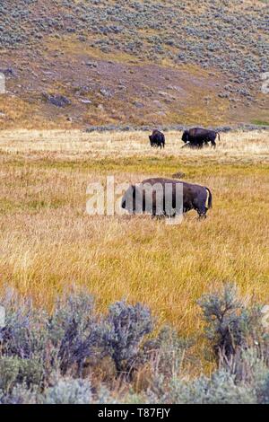 Stati Uniti, Wyoming, il Parco Nazionale di Yellowstone, bisonti nella Lamar Valley Foto Stock