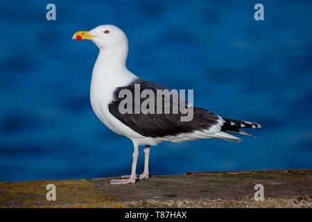 Grande nero-backed Gull, (Larus marinus), adulto, in piedi, Newlyn, Cornwall, Inghilterra, Regno Unito. Foto Stock