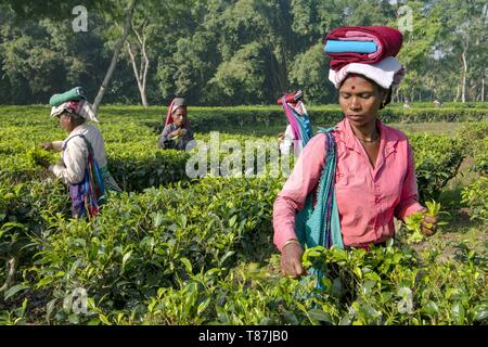 India, Assam, Harroocharai tea break Foto Stock