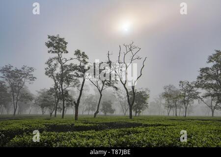 India, Assam, Harroocharai tea break Foto Stock