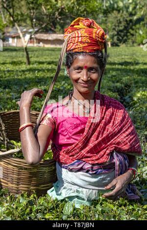 India, Assam, Jorhat, piantagione di tè Foto Stock