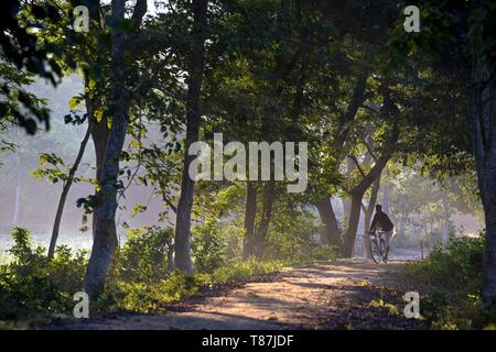 India, Assam, Majuli isola in mezzo al fiume Brahmapoutre, Mishing villaggio tribale Foto Stock