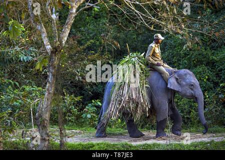 India, Assam, Kaziranga, unicorne rinoceronti prenotazione Foto Stock