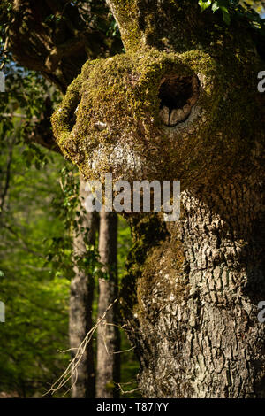 Parte del tronco di una vecchia quercia guardando come la testa di un insetto (ant o mantis), in una giornata di sole in primavera Foto Stock