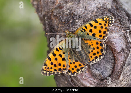 Kleiner-Perlmuttfalter, Kleiner Perlmuttfalter, Kleiner Perlmutterfalter, Issoria lathonia, Argynnis lathonia, regina di Spagna fritillary, Le Petit NAC Foto Stock