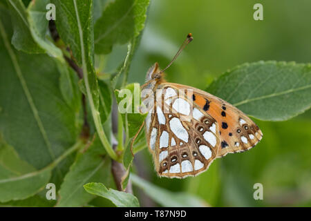 Kleiner-Perlmuttfalter, Kleiner Perlmuttfalter, Kleiner Perlmutterfalter, Issoria lathonia, Argynnis lathonia, regina di Spagna fritillary, Le Petit NAC Foto Stock