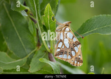 Kleiner-Perlmuttfalter, Kleiner Perlmuttfalter, Kleiner Perlmutterfalter, Issoria lathonia, Argynnis lathonia, regina di Spagna fritillary, Le Petit NAC Foto Stock