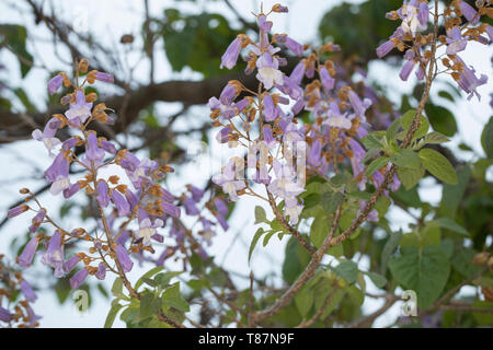 Blauglockenbaum, Chinesischer Blauglockenbaum, Kaiserbaum, Kaiser-Paulownie, Kiribaum, Paulownia tomentosa, Paulownia imperialis, princesstree, foxglo Foto Stock