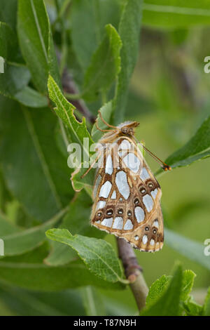 Kleiner-Perlmuttfalter, Kleiner Perlmuttfalter, Kleiner Perlmutterfalter, Issoria lathonia, Argynnis lathonia, regina di Spagna fritillary, Le Petit NAC Foto Stock