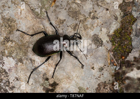 Kleiner Puppenräuber, Puppenräuber, Calosoma inquisitore, Minor Searcher Beetle, Caterpillar-hunter, caterpillar hunter Foto Stock