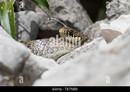 Balkan-Zornnatter, Balkanzornnatter, Zornnatter, Hierophis gemonensis, Coluber gemonensis, balcanica frusta snake, couleuvre des Balcani Foto Stock