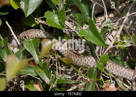 Balkan-Zornnatter, Balkanzornnatter, Zornnatter, Hierophis gemonensis, Coluber gemonensis, balcanica frusta snake, couleuvre des Balcani Foto Stock