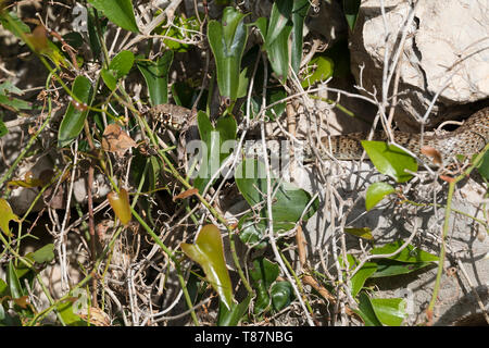 Balkan-Zornnatter, Balkanzornnatter, Zornnatter, Hierophis gemonensis, Coluber gemonensis, balcanica frusta snake, couleuvre des Balcani Foto Stock