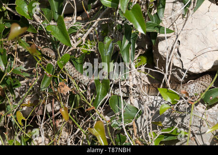 Balkan-Zornnatter, Balkanzornnatter, Zornnatter, Hierophis gemonensis, Coluber gemonensis, balcanica frusta snake, couleuvre des Balcani Foto Stock