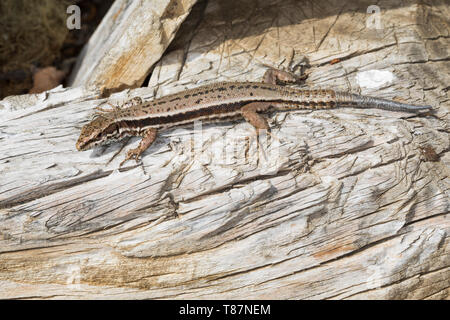 Mauereidechse, Mauer-Eidechse, Podarcis muralis, Lacerta muralis, comune lucertola muraiola, la lucertola muraiola, Europea lucertola muraiola, Le Lézard des murailles, Öste Foto Stock