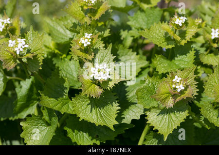 Knoblauchsrauke, Gewöhnliche Knoblauchsrauke, Knoblauchrauke, Knoblauch-Rauke, Knoblauchs-Rauke, Lauchkraut, Alliaria petiolata, tagliasiepi, aglio, Jack-da Foto Stock