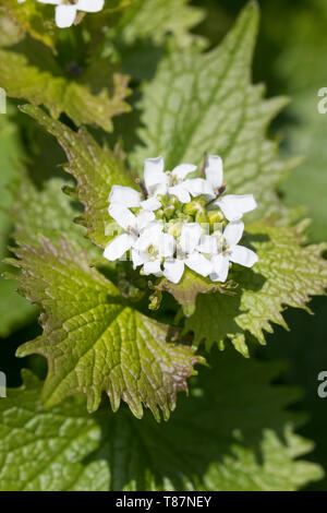 Knoblauchsrauke, Gewöhnliche Knoblauchsrauke, Knoblauchrauke, Knoblauch-Rauke, Knoblauchs-Rauke, Lauchkraut, Alliaria petiolata, tagliasiepi, aglio, Jack-da Foto Stock