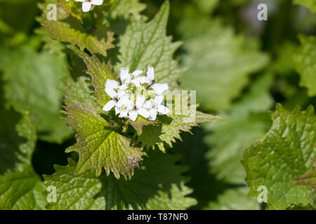 Knoblauchsrauke, Gewöhnliche Knoblauchsrauke, Knoblauchrauke, Knoblauch-Rauke, Knoblauchs-Rauke, Lauchkraut, Alliaria petiolata, tagliasiepi, aglio, Jack-da Foto Stock