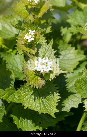 Knoblauchsrauke, Gewöhnliche Knoblauchsrauke, Knoblauchrauke, Knoblauch-Rauke, Knoblauchs-Rauke, Lauchkraut, Alliaria petiolata, tagliasiepi, aglio, Jack-da Foto Stock