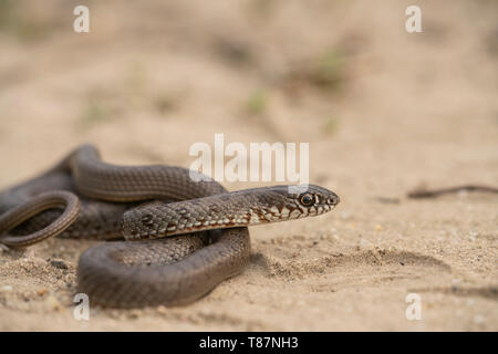 Grande frusta snake, capretti, Dolichophis caspius,lato bulgara del Danubio, Foto Stock