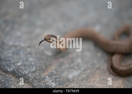 Smooth snake, Coronella austriaca, crogiolarvi al sole su uno sperone roccioso. Foto Stock